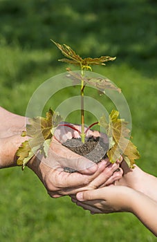 Hands planting a little tree