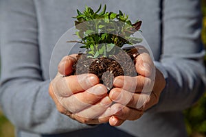 Hands planting new trees against climate change