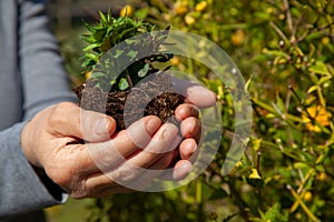 Hands planting new trees against climate change