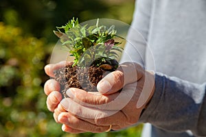 Hands planting new trees against climate change