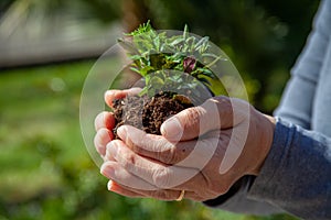 Hands planting new trees against climate change