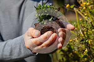 Hands planting new trees against climate change