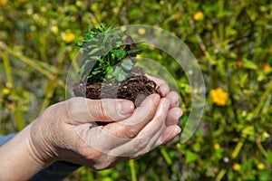 Hands planting new trees against climate change