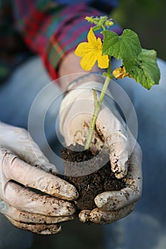 Hands planting plant