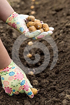 Hands are planting potatoes. spring planting of potatoes. The planting season has begun