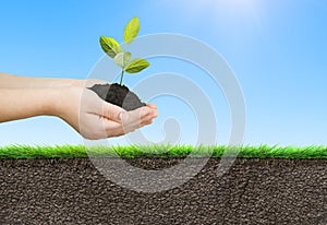hands planting seedlings