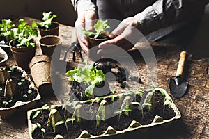 Hands planting seedlings in peat pots