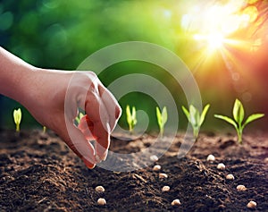 Hands Planting The Seeds