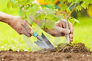 Hands Planting Small Tree with roots in a garden