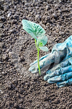 Hands planting a small young plant. Gardening as a hobby