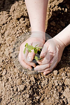 Hands Planting a Tree