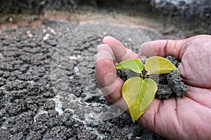 Hands planting tree on the drought ground