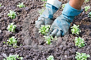 Mani piantare verdura piantine 