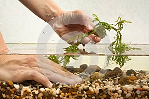 Hands planting water plant hygrophila in aquarium