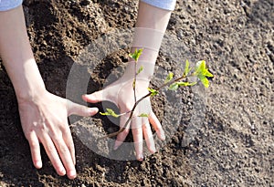 Hands are planting young green tree sapling in a soil