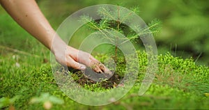 Hands Planting Young Tree in lush green forest for Earth day. Tender care for new life, fingers press soil around a