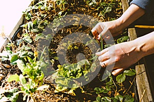 Hands and plants in the grow patch