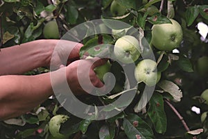 Hands pluck green apples from a tree. Farmer`s hand picks apples from an apple tree close-up. Harvesting green apples in the fall