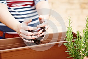 Hands pouring soil on a pot