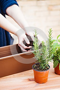 Hands pouring soil on a pot