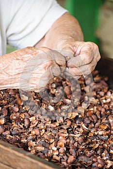 Hands preparing cocoa beans for processing to chocolate