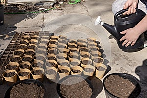 Hands preparing to water an array of seeded peat pots