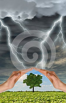 Hands preserve a green tree against thunder-storm photo