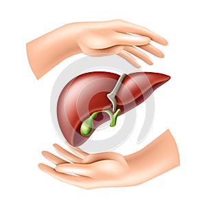 Hands protect the human liver. Concept of Health care