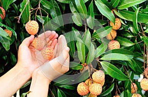 Hands protect litchi fruits on tree