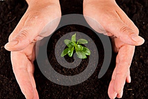 Hands protect plant