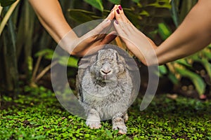 Hands protect rabbit. Cosmetics test on rabbit animal. Cruelty free and stop animal abuse concept