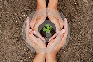 Hands are protect a small tree or plant grow on soil