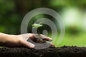 Hands protect trees, plant trees, hands on trees, love nature