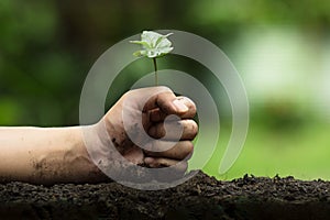 Hands protect trees, plant trees, hands on trees, love nature