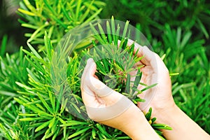 Hands protect yew podocarpus