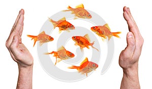 Hands protecting or catching goldfish
