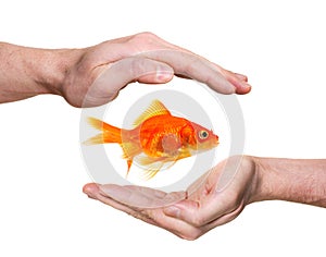 Hands protecting or catching goldfish