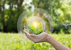 Hands protecting globe of green tree on tropical nature summer background