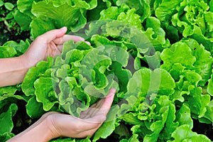 Hands protecting green lettuce in vegetable garden