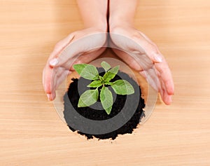 Hands protecting a plant