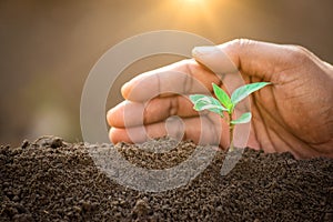 A hands protecting plant growing on soil.protect nature and environment concept. photo