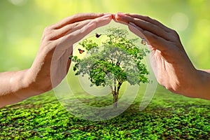 Hands protecting trees world environment day concept