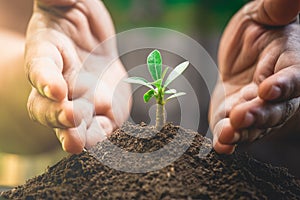 A hands is protection and helping tree growing a light bulb inside. Environment management for sustainable.