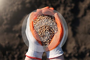 Hands in protective gloves full of wheats on a background of black earth. The concept of harvest, sowing company or
