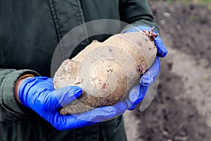 Hands in protective gloves hold a large sprouted potato tuber, close-up