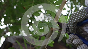 Hands pruning and cutting tree branches