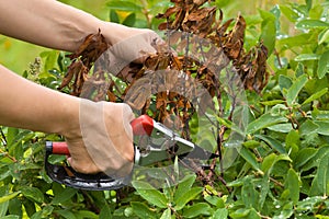 Hands pruning honeysuckle
