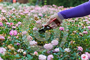 Hands with pruning shears