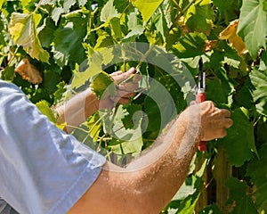 hands with pruning shears cut grape leaves, garden care concept