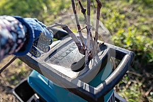 Hands put the vine of grapes in electric garden grinder to shred. Spring gardening. Pruning trees.